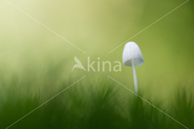 bonnet (Mycena spec.)