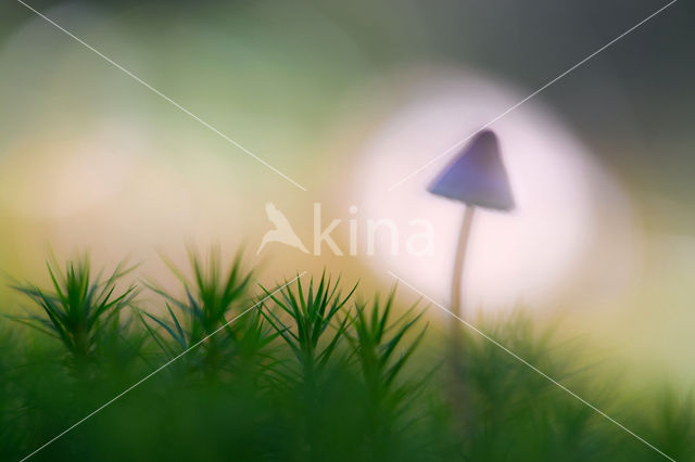 bonnet (Mycena spec.)