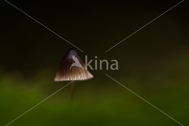 bonnet (Mycena spec.)