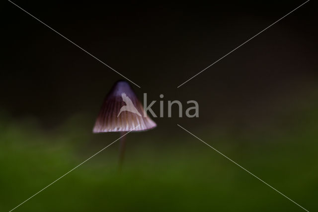 bonnet (Mycena spec.)