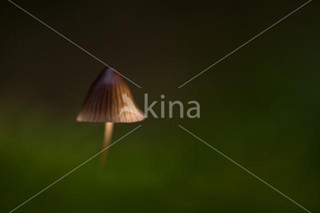 bonnet (Mycena spec.)