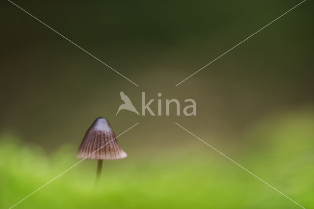 bonnet (Mycena spec.)