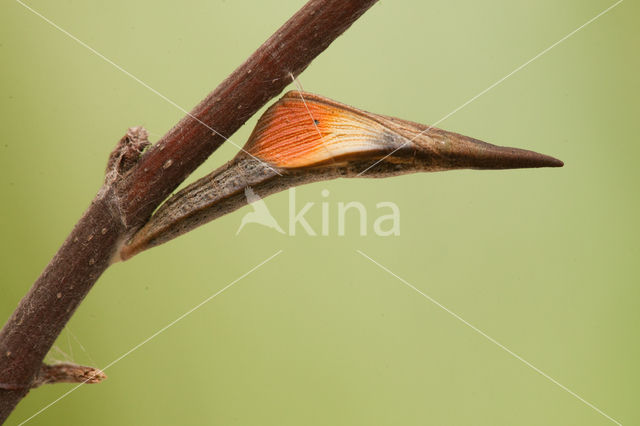 Oranjetipje (Anthocharis cardamines)