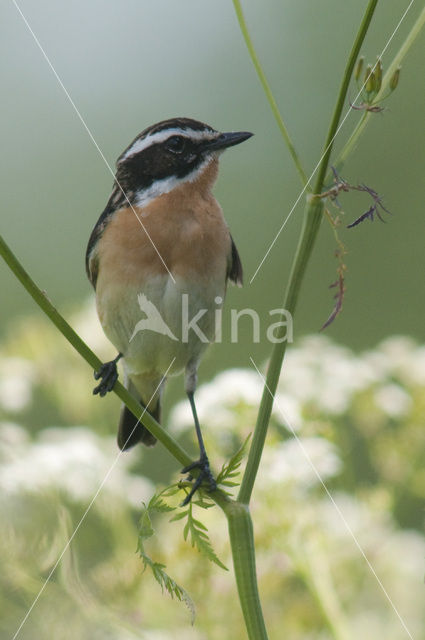 Paapje (Saxicola rubetra)