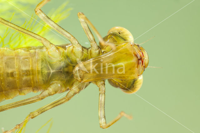 Migrant Hawker (Aeshna mixta)