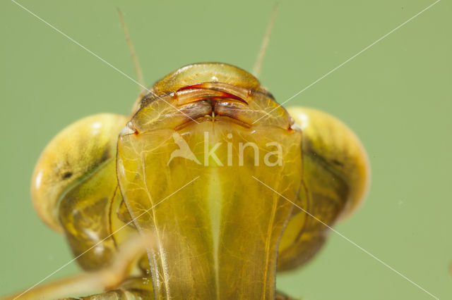 Paardenbijter (Aeshna mixta)