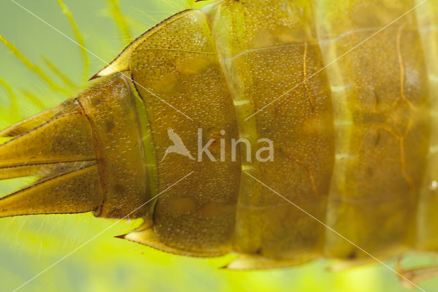 Migrant Hawker (Aeshna mixta)