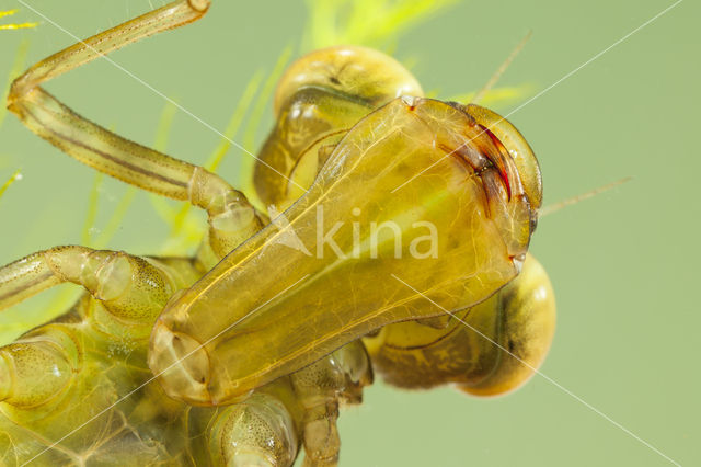 Migrant Hawker (Aeshna mixta)