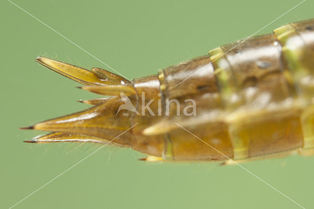 Paardenbijter (Aeshna mixta)