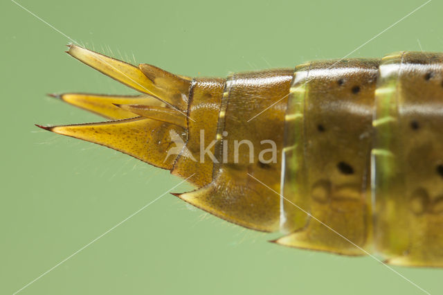 Paardenbijter (Aeshna mixta)