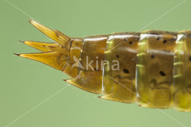 Paardenbijter (Aeshna mixta)