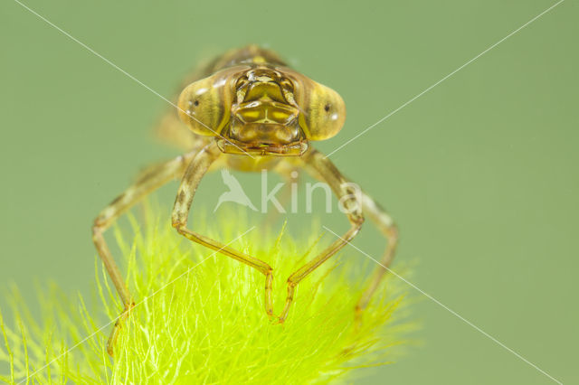 Paardenbijter (Aeshna mixta)