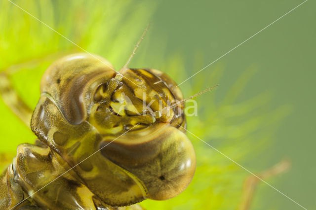 Paardenbijter (Aeshna mixta)