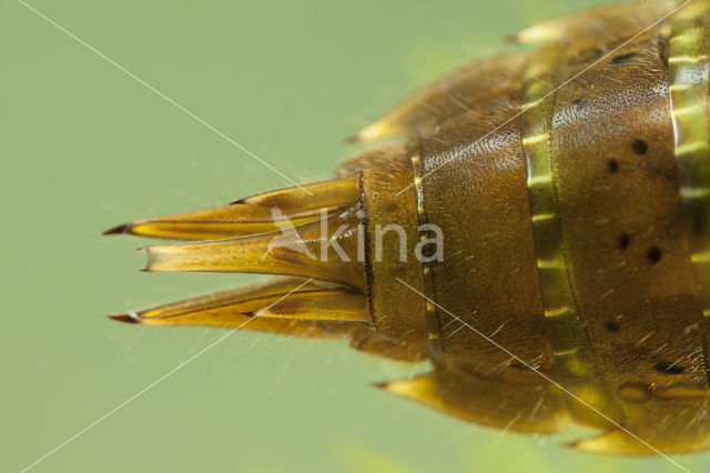 Paardenbijter (Aeshna mixta)