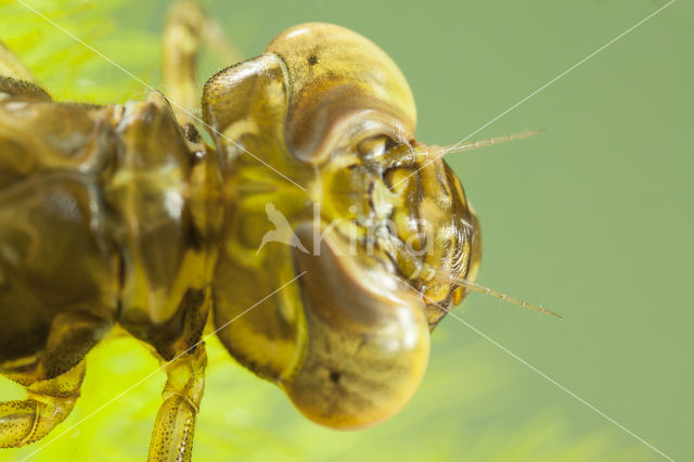 Paardenbijter (Aeshna mixta)