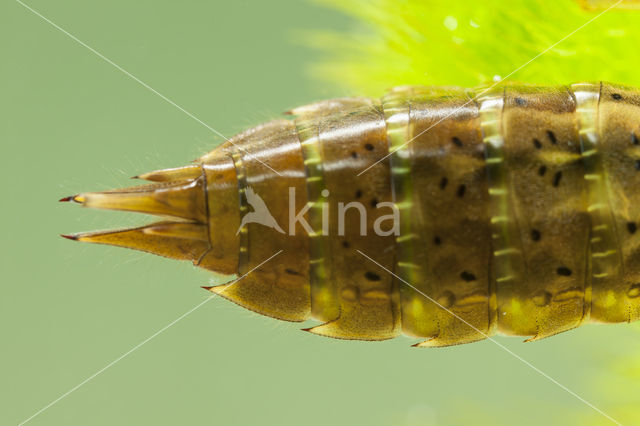 Migrant Hawker (Aeshna mixta)