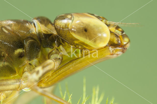 Paardenbijter (Aeshna mixta)