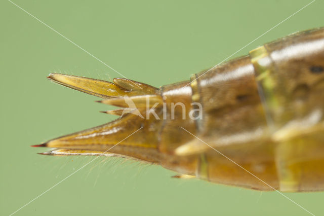 Migrant Hawker (Aeshna mixta)