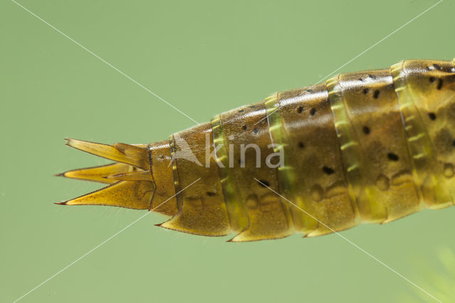 Migrant Hawker (Aeshna mixta)