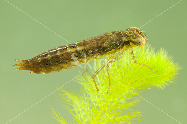 Paardenbijter (Aeshna mixta)