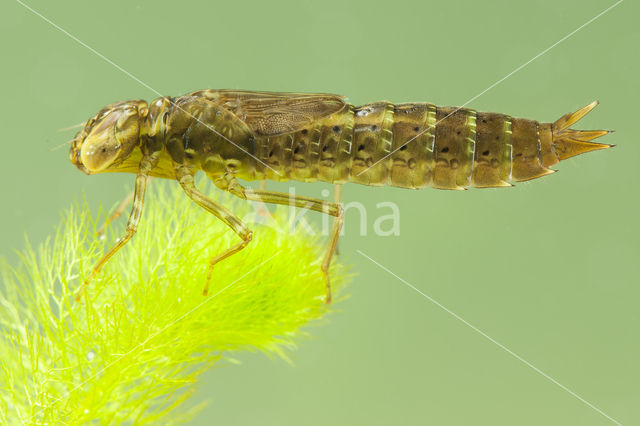 Paardenbijter (Aeshna mixta)