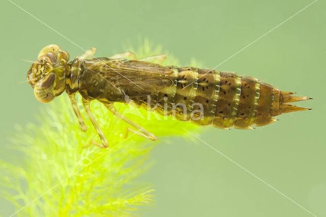 Migrant Hawker (Aeshna mixta)