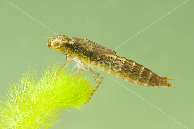 Paardenbijter (Aeshna mixta)