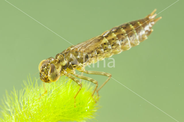Paardenbijter (Aeshna mixta)