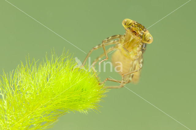 Paardenbijter (Aeshna mixta)