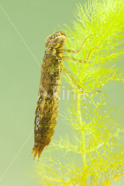 Paardenbijter (Aeshna mixta)