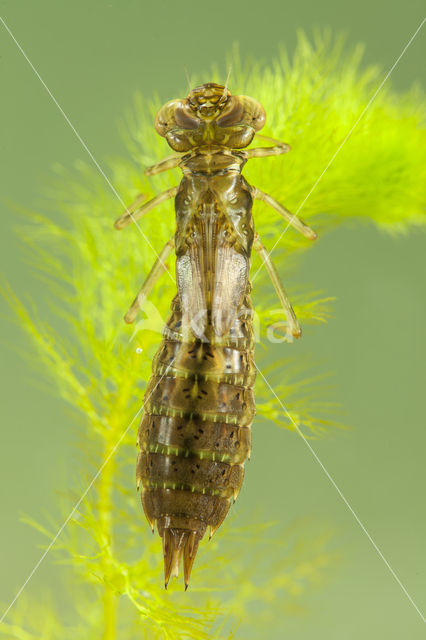 Paardenbijter (Aeshna mixta)