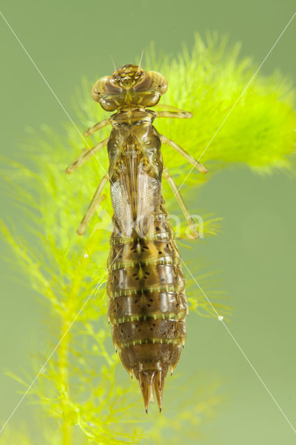 Paardenbijter (Aeshna mixta)