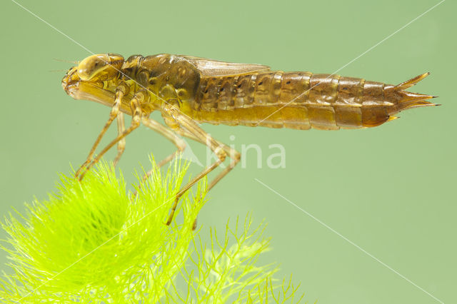 Paardenbijter (Aeshna mixta)