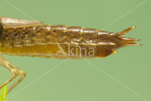 Migrant Hawker (Aeshna mixta)