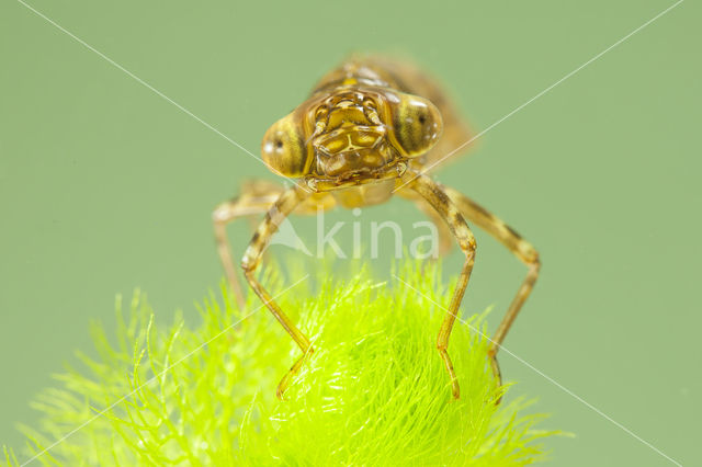 Paardenbijter (Aeshna mixta)