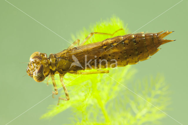 Paardenbijter (Aeshna mixta)