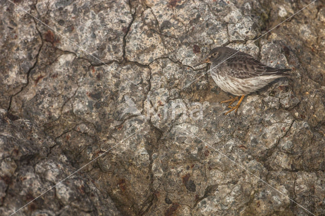 Paarse Strandloper (Calidris maritima)