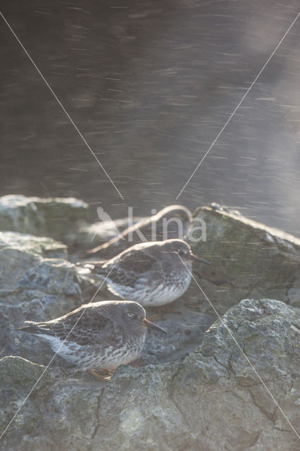 Purple Sandpiper (Calidris maritima)