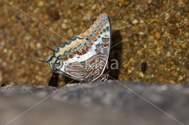 Two Tailed Pasha (Charaxes jasius)