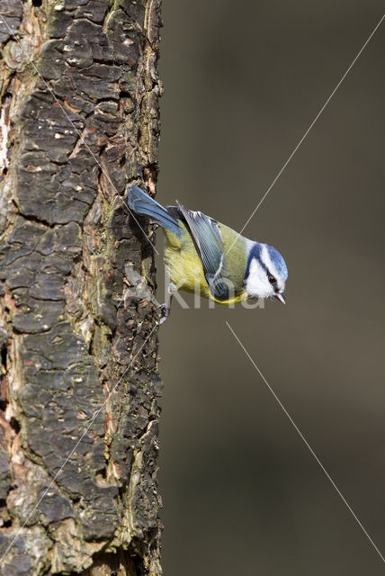 Blue Tit (Parus caeruleus)