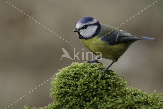 Blue Tit (Parus caeruleus)