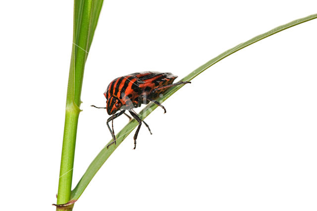 black and red striped bug (Graphosoma lineatum