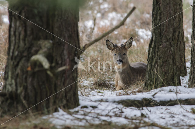 Roe Deer (Capreolus capreolus)