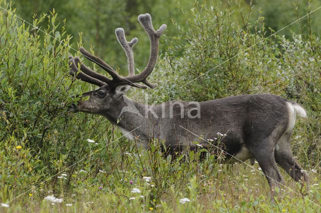 Rendier (Rangifer tarandus)