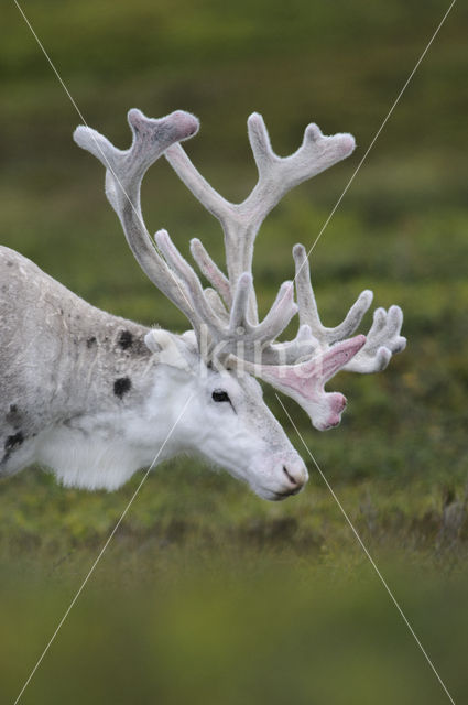 Rendier (Rangifer tarandus)