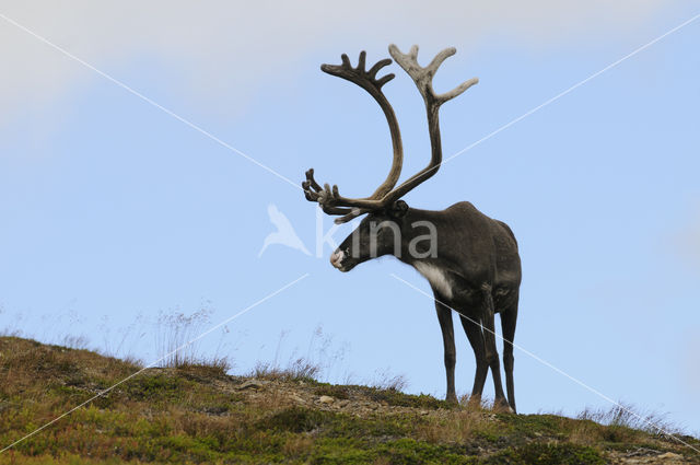 Rendier (Rangifer tarandus)