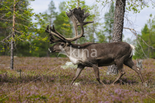 Rendier (Rangifer tarandus)