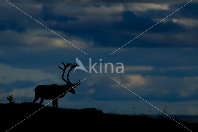 Rendier (Rangifer tarandus)