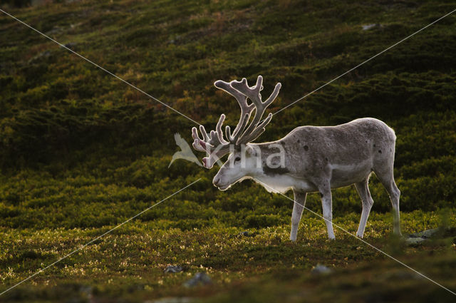 Rendier (Rangifer tarandus)