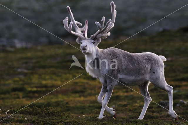 Rendier (Rangifer tarandus)